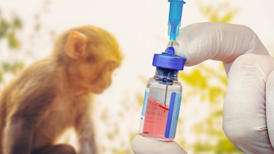 Viruela del mono: preguntas clave para saber de que se trata