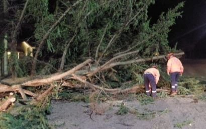 Un temporal azotó a Bahía Blanca: cientos de árboles caídos y voladuras de techo