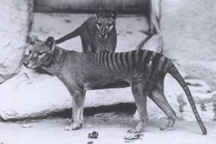 Inédito experimento para “resucitar” al tigre de Tasmania