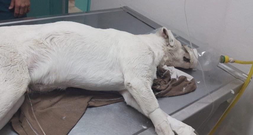 Ofrecen $100.000 para atrapar a un envenenador serial de perritos