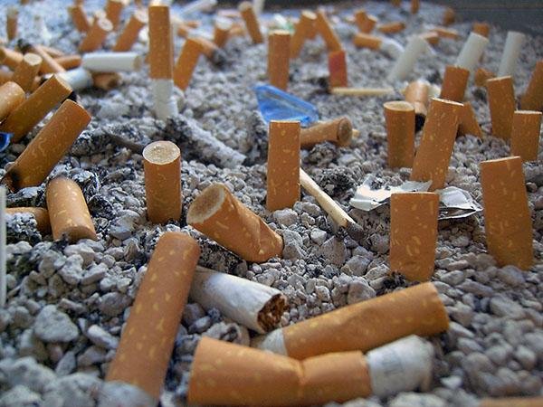 Aseguran que los hongos pueden ser la clave para deshacerse de las colillas