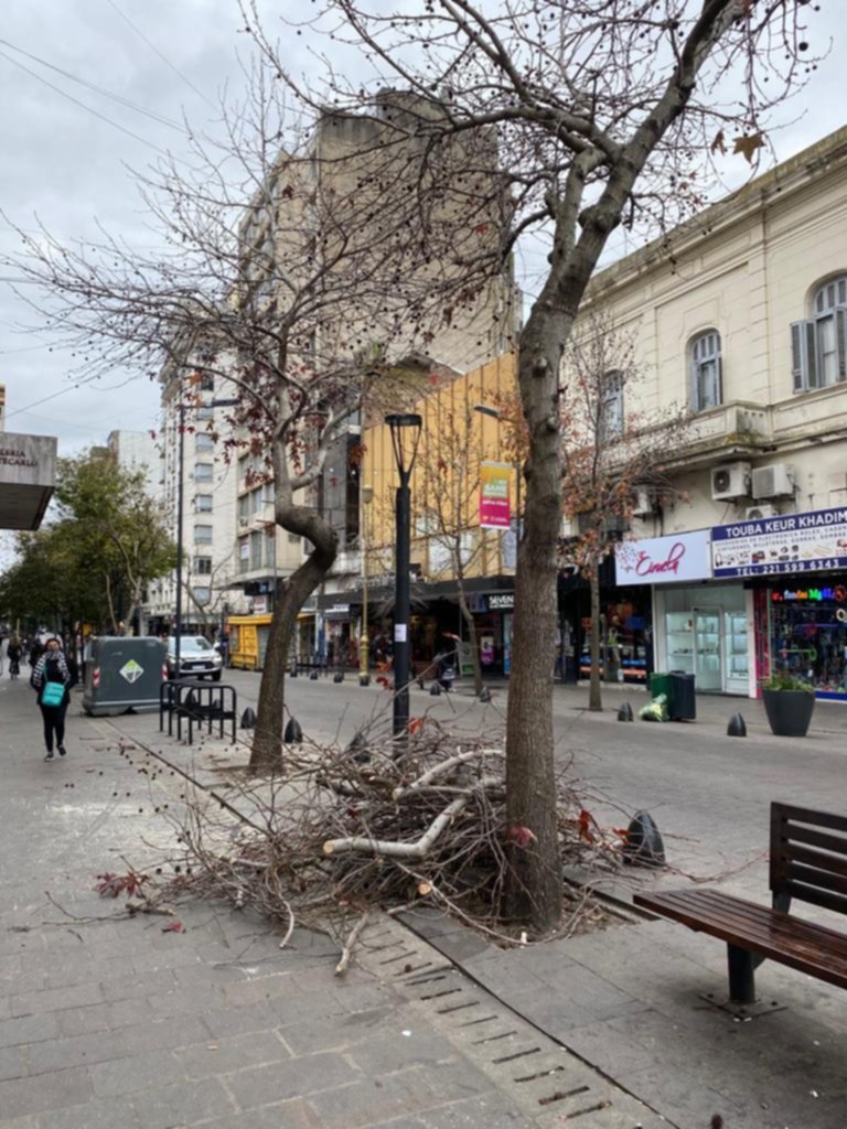 El patrimonio arbóreo, su preservación y la poda