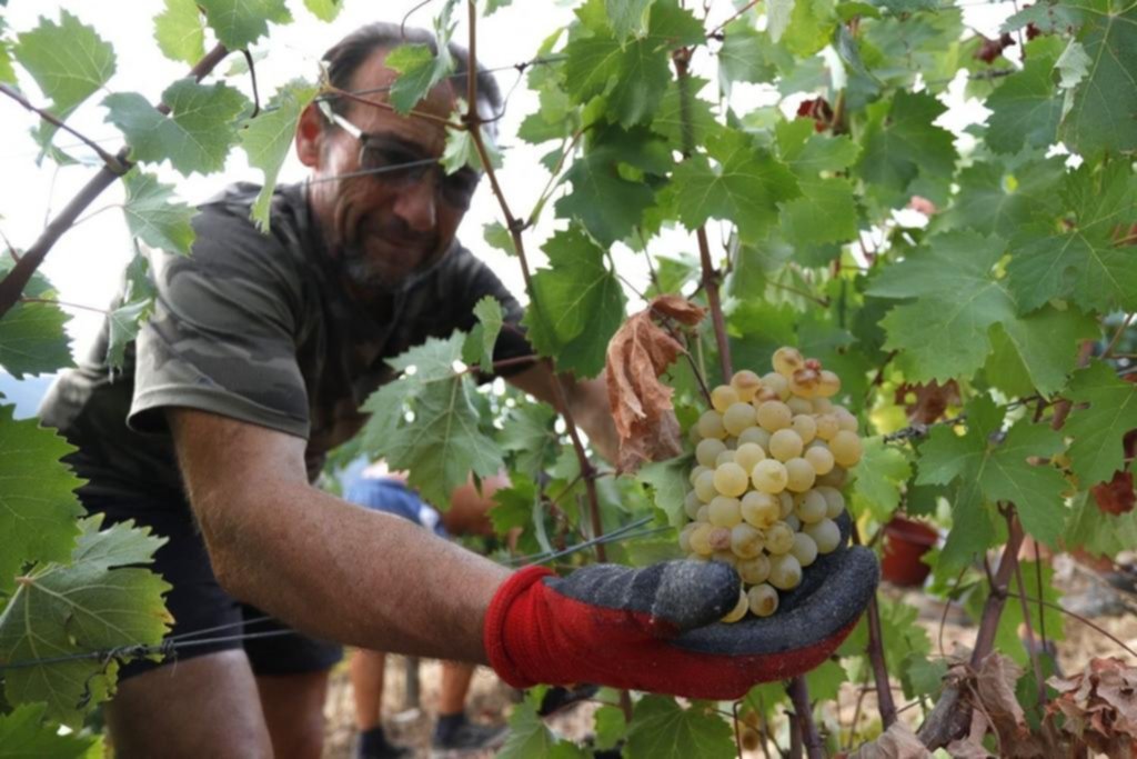 El calor pone a prueba al vino francés: las altas temperaturas adelantan las vendimias