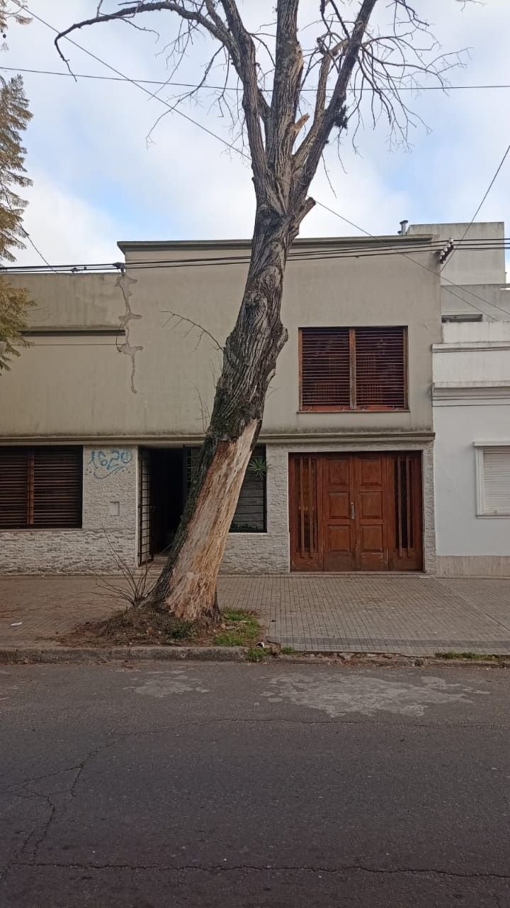 ¿Un árbol con "cara de malo" en La Plata? La foto detrás de un reclamo vecinal
