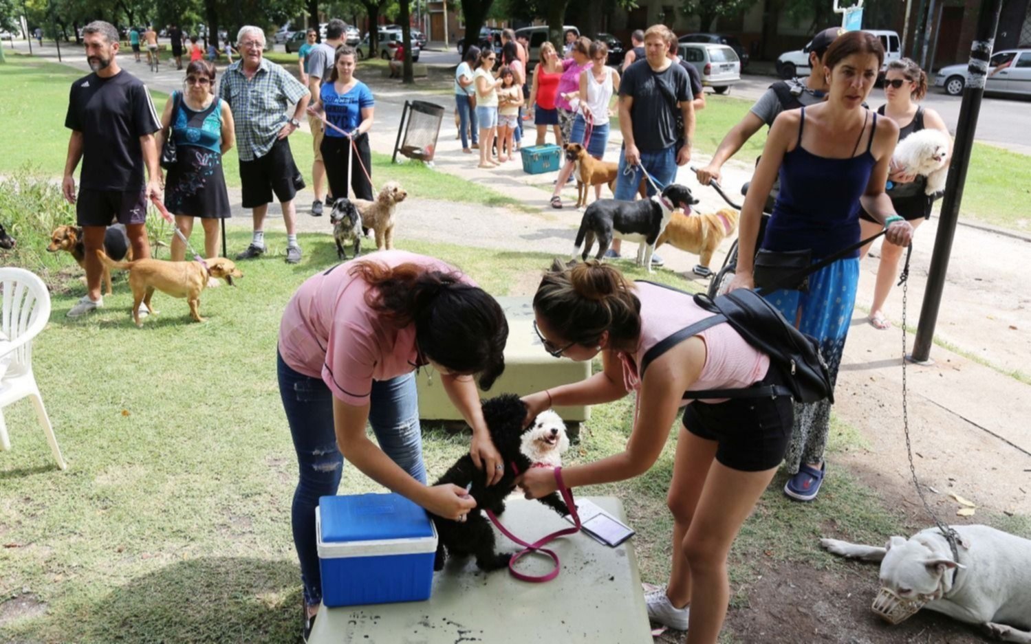 Vacunan gratis a perros y gatos en tres barrios de La Plata: cuándo y dónde será