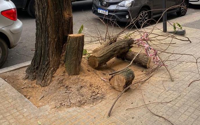 Critican el rol de la Defensoría en el conflicto por la poda de árboles