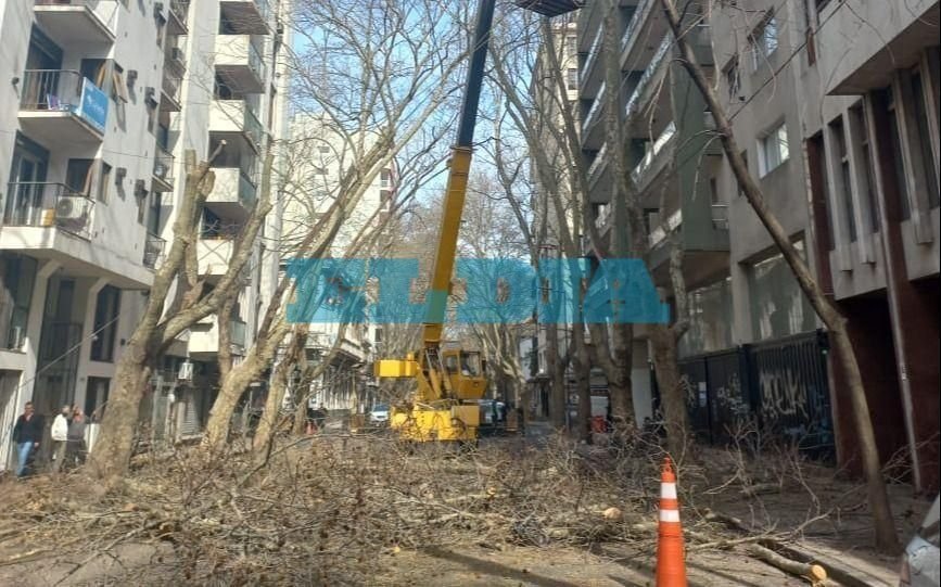 Dura condena de la Justicia a la Municipalidad de La Plata por la tala y poda "ilegal" en 2022