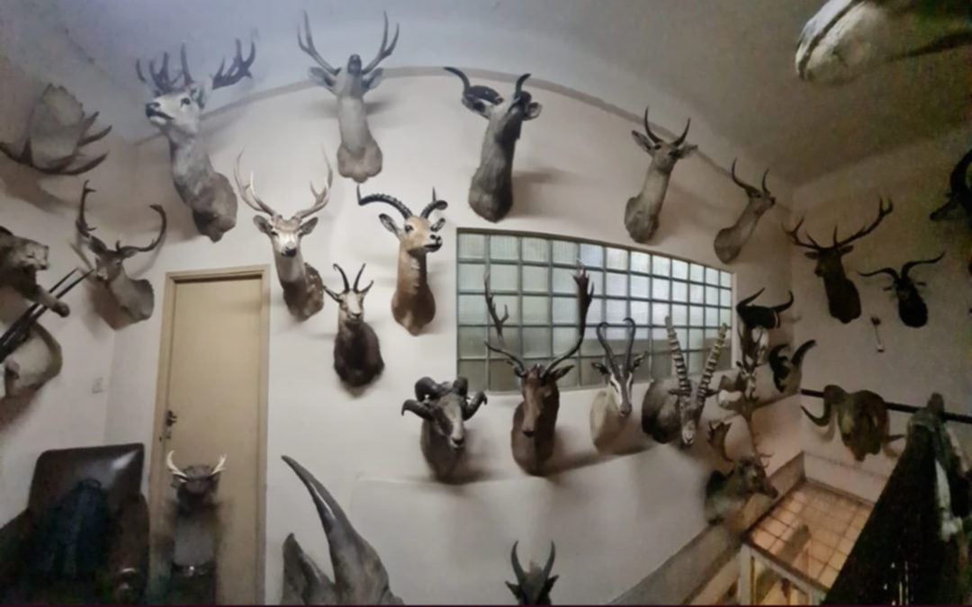Más de 50 animales embalsamados fueron encontrados en la conocida fábrica de chocolates de los Fort