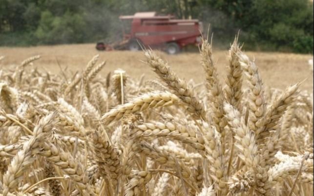 Pequeños y medianos molineros aseguran que “el Fideicomiso del Trigo fracasó”