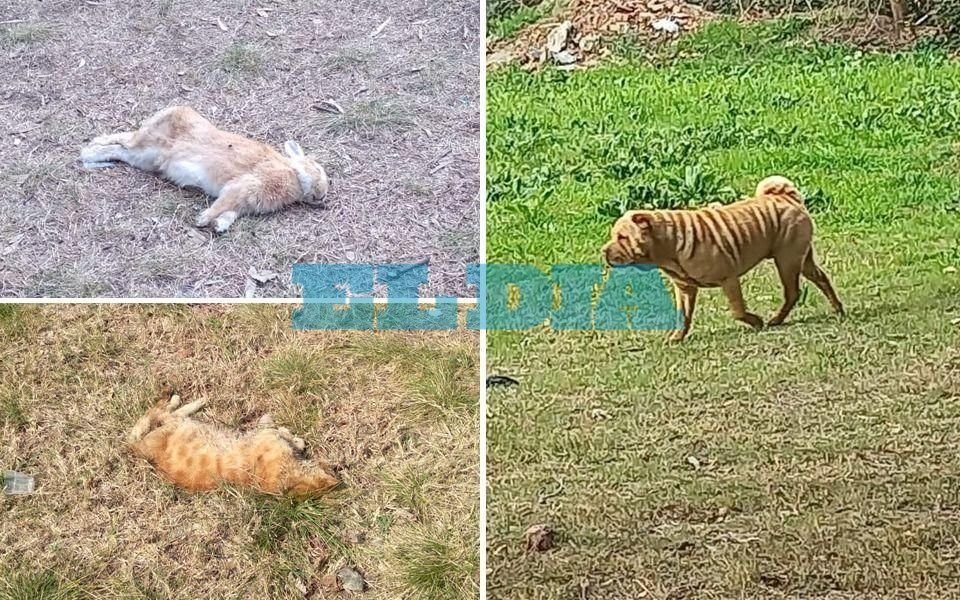 Bronca y angustia en un barrio de La Plata por un "tendal" de perros, gatos y hasta un conejo muertos