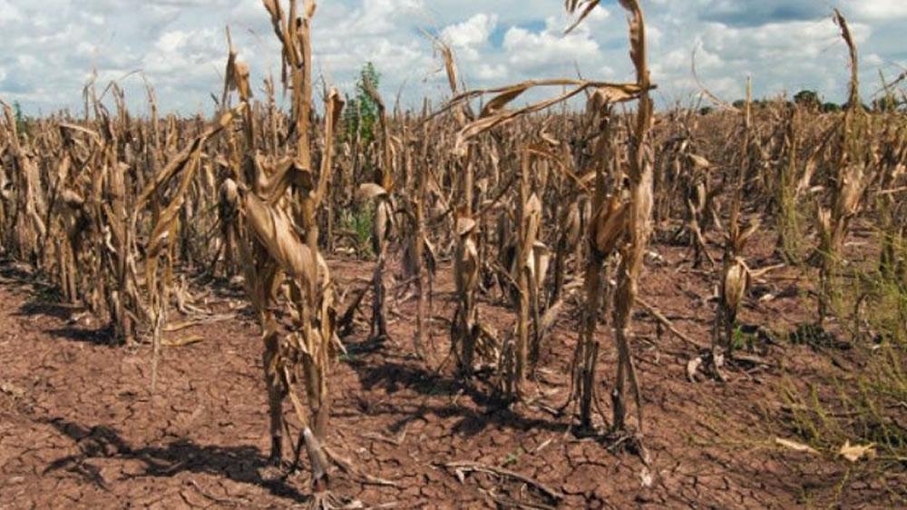 Por la sequía, ingresarían U$S1.500 millones menos