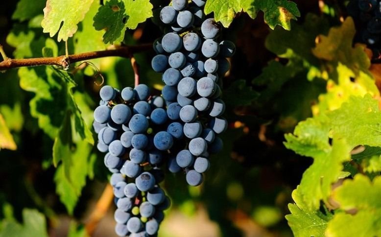 La uva Cabernet Sauvignon tiene su día de celebración