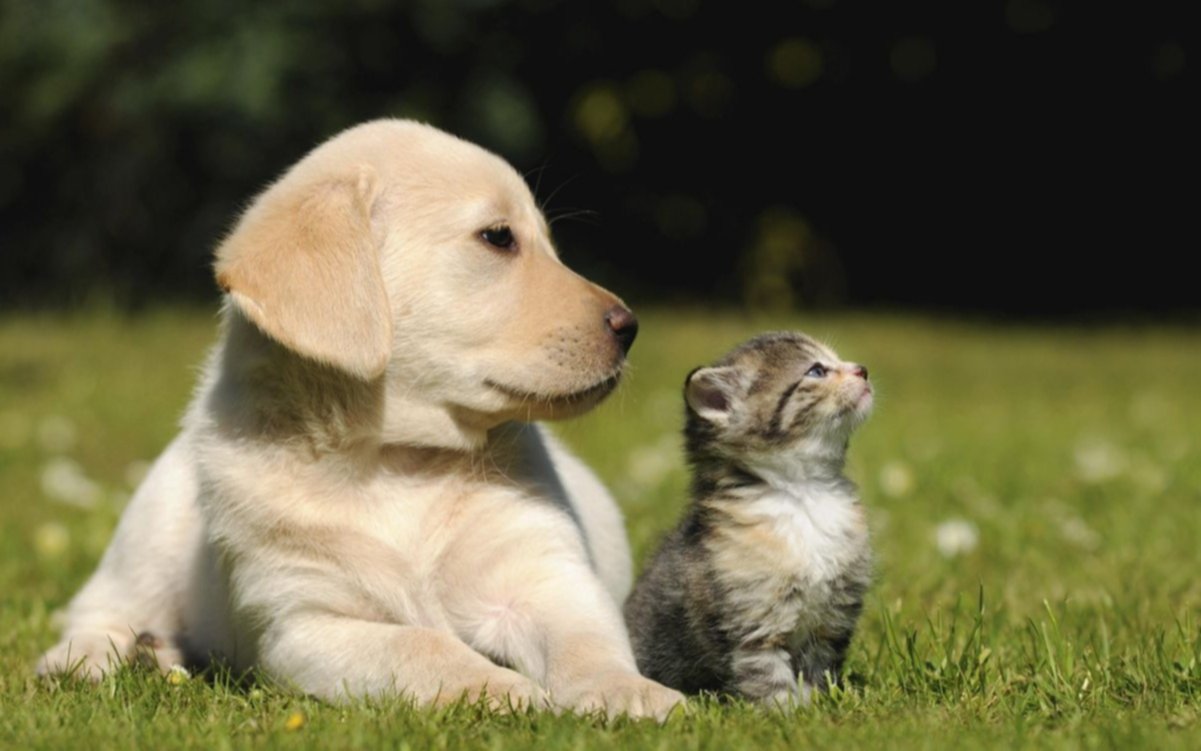 Campaña antirrábica gratuita para mascotas en La Plata: los puntos de vacunación