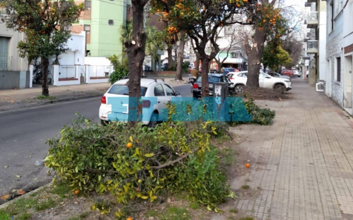 Otro fallo adverso para la Municipalidad en la polémica por la poda del arbolado público