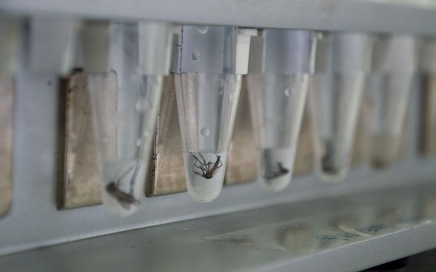 Científicos afirman que en la Región hay mosquitos del dengue resistentes a los insecticidas