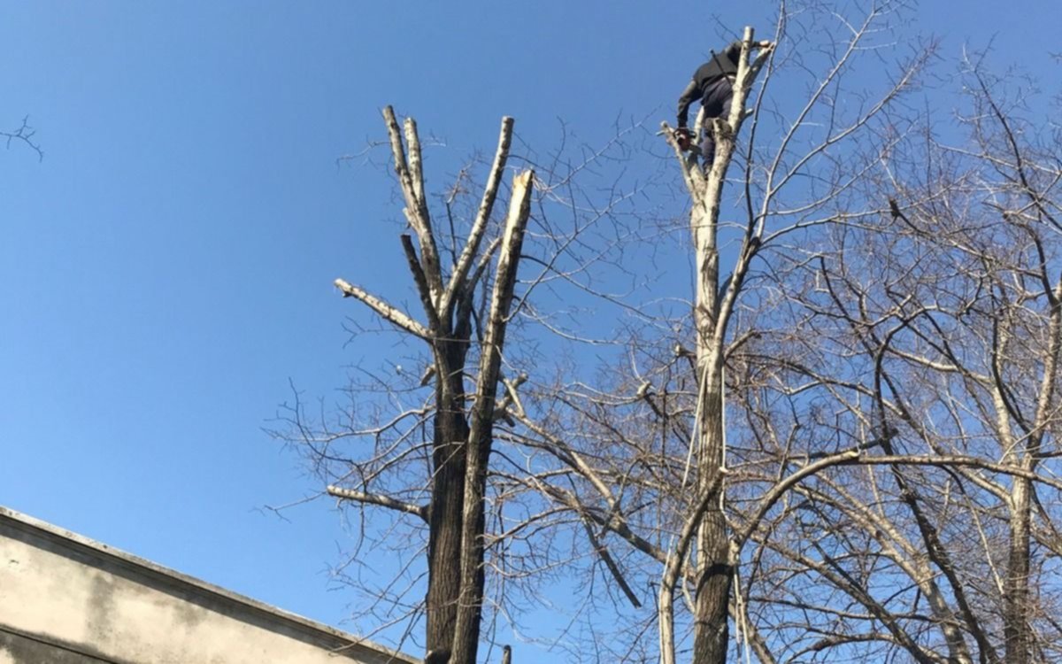 La poda de varios tilos "históricos" desató la bronca: "El paisaje urbano quedó destruido"