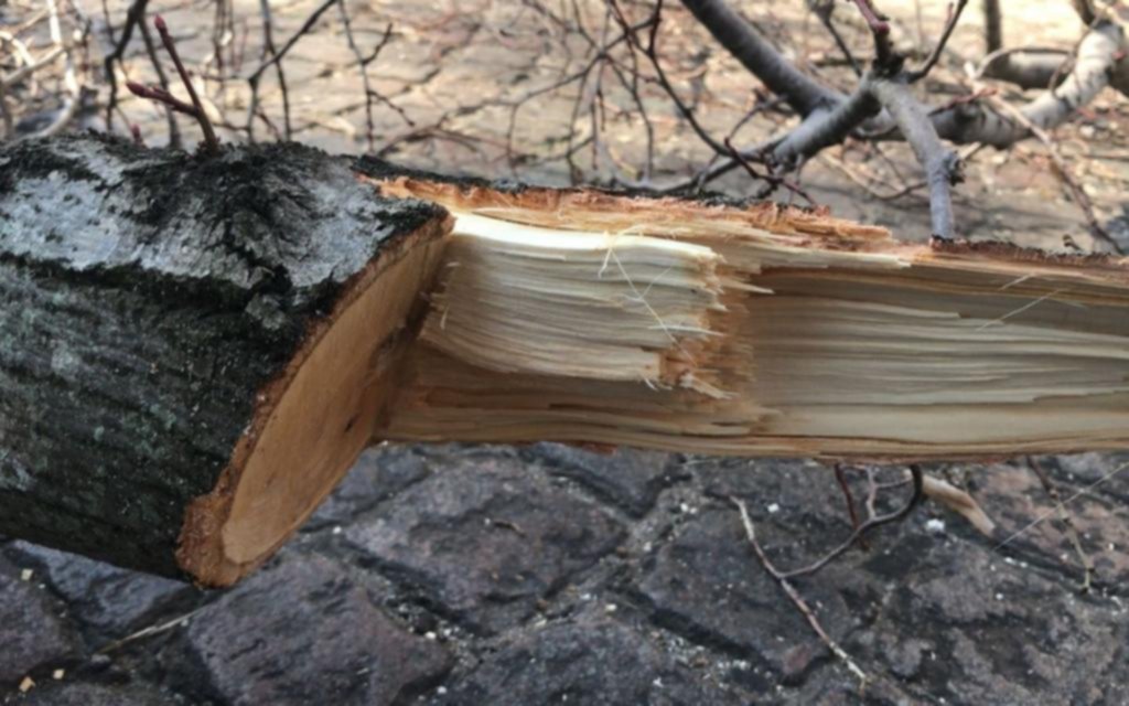 Un nuevo reclamo por la poda, ahora por daños a tilos en El Mondongo