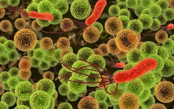 Hasta mañana sigue el Congreso de Ecología Microbiana en la UNQ