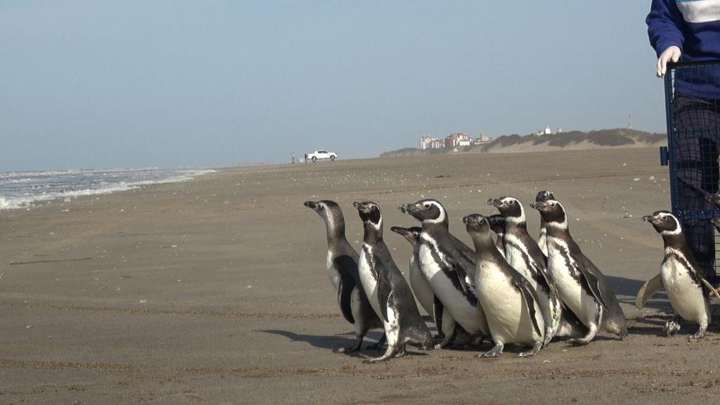 Reinsertan en el mar a 15 pingüinos rescatados en la Costa bonaerense