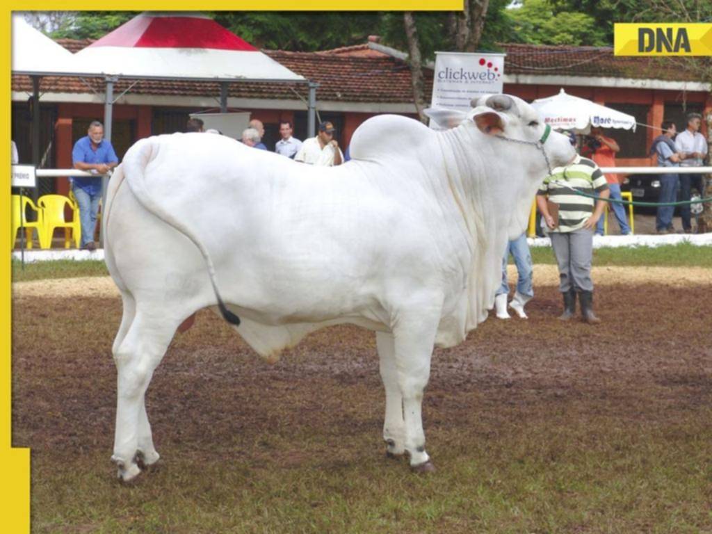 La vaca más cara del mundo se vendió en Brasil