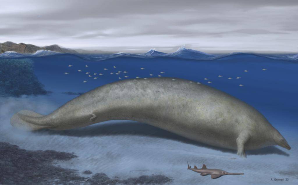 La ballena azul dejó de ser el animal más pesado de la Tierra