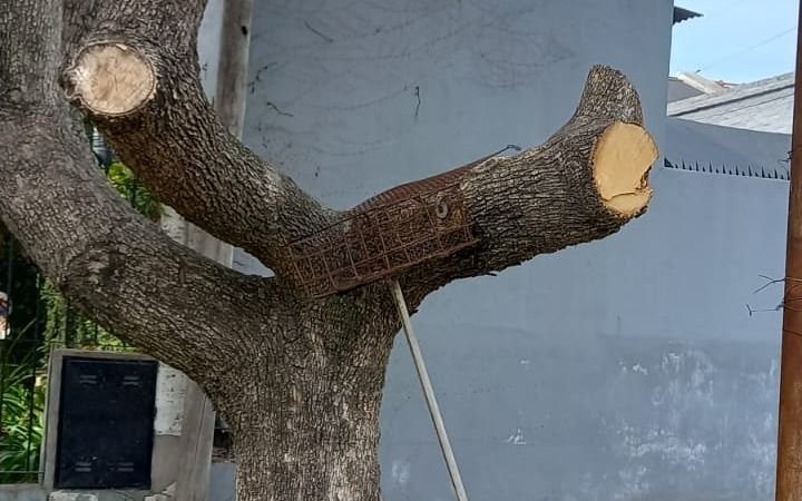 Bronca en Barrio Jardín: "Pedí un despunte y me mutilaron un árbol" 