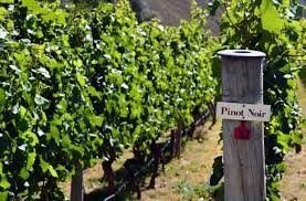 18 de agosto: Día Internacional de la cepa Pinot Noir