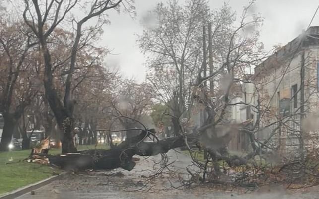 Calles anegadas y accesos cerrados por caída de árboles en La Plata