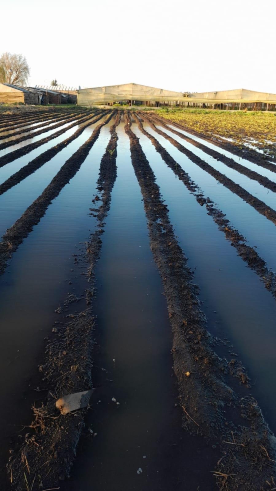 Temporal: estiman en un 50% las pérdidas en la producción hortícola
