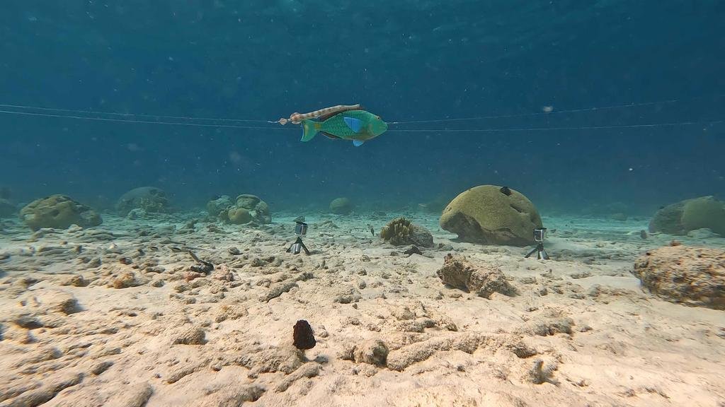 Peces “camuflados” detrás de otros para cazar