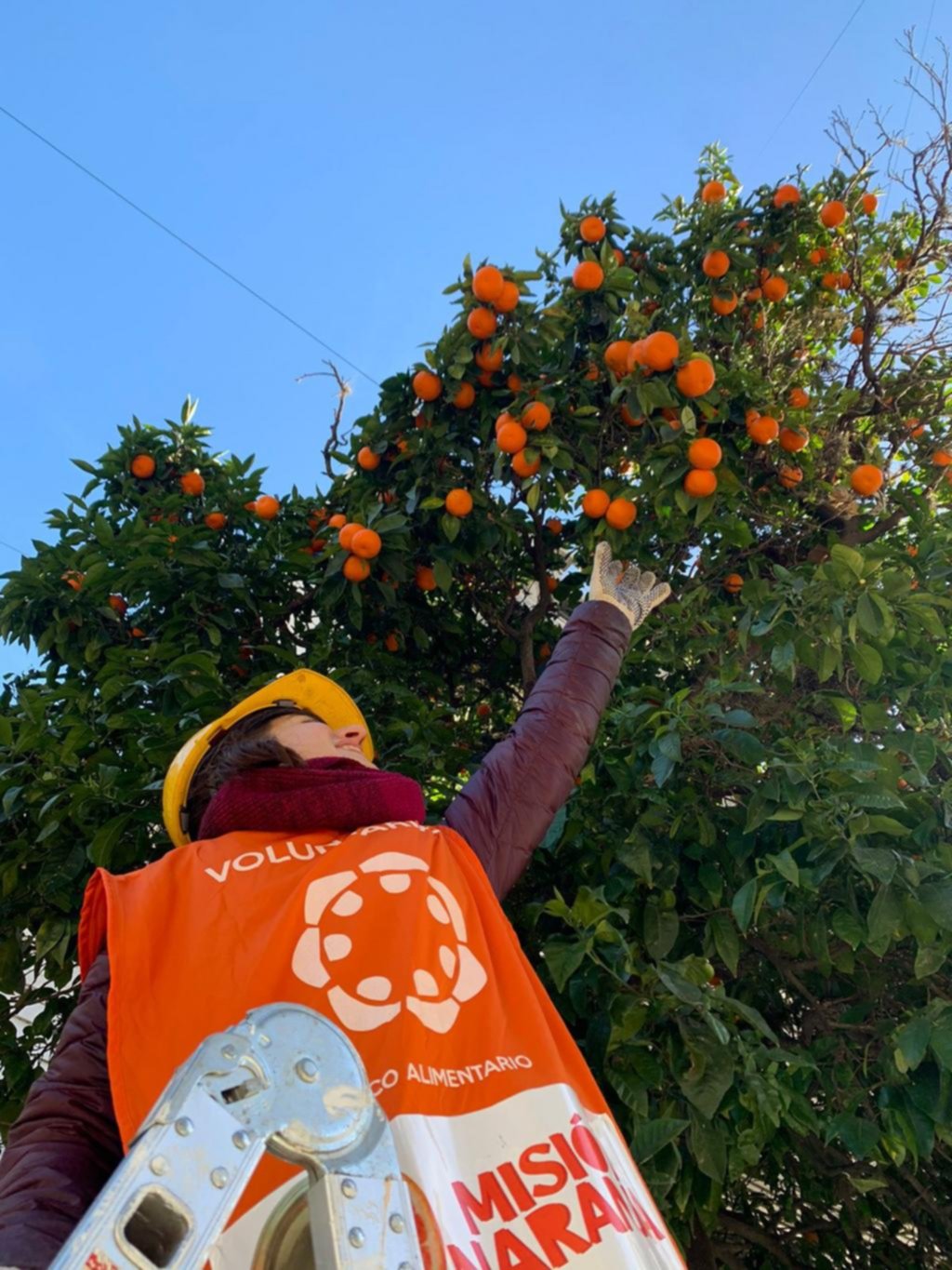 Nueva cosecha de naranjas solidarias
