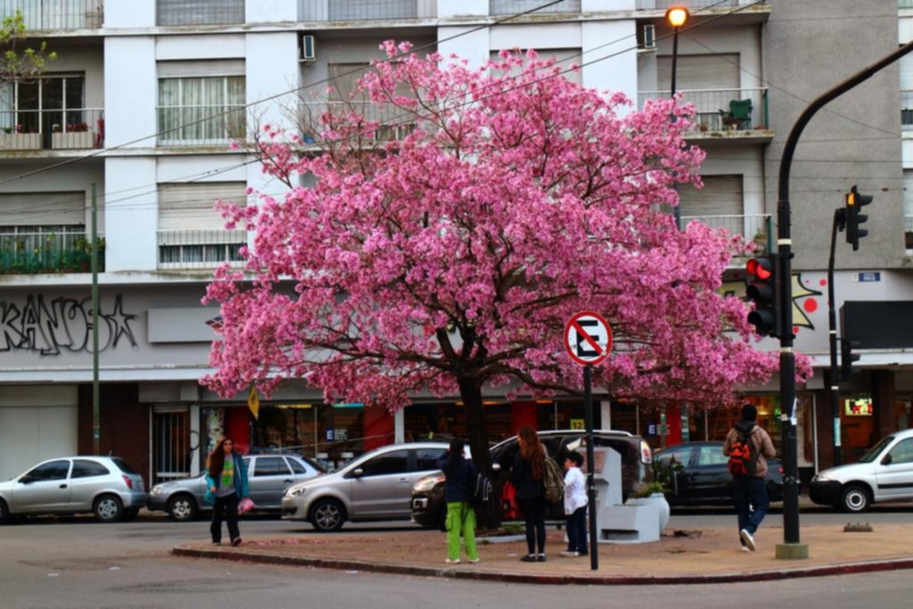 El “calendario de floración” local