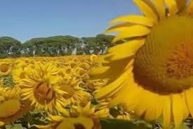 Pese al fuerte temporal, la siembra de girasol se retrasa en la zona núcleo