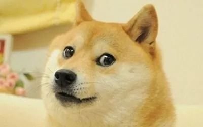 Murió Cheems, el perro de los memes más viral del mundo: las redes, de luto