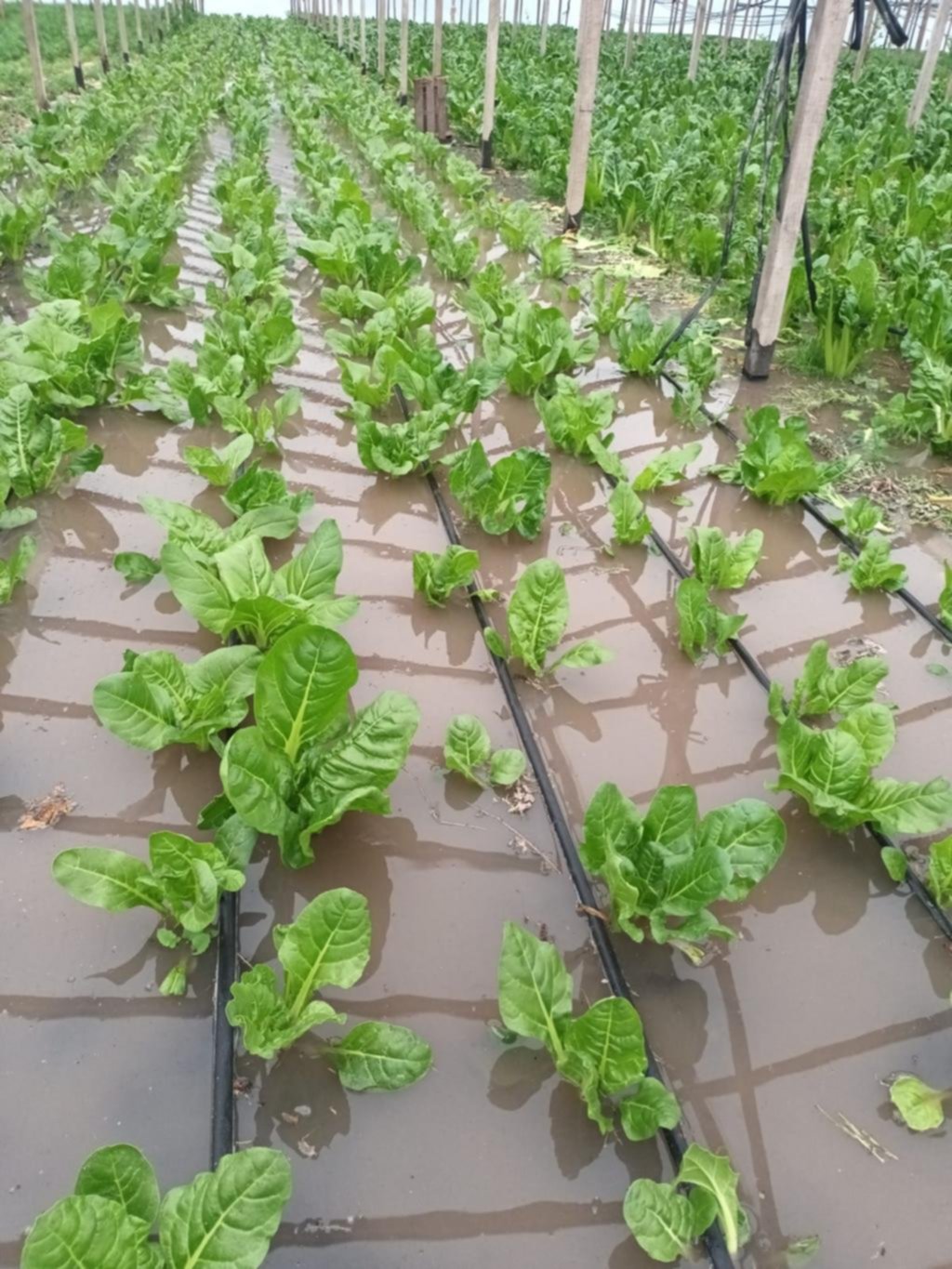 Verduras más caras: inminente suba en los precios