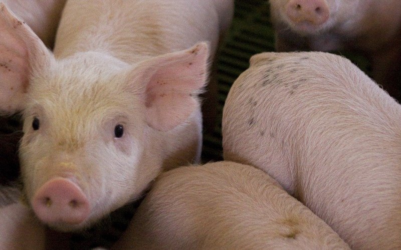 La triquinosis ya afecta al menos a nueve distritos en la Provincia