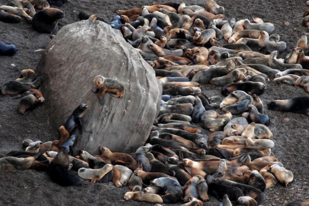 Confirman nuevos brotes de gripe aviar en lobos marinos