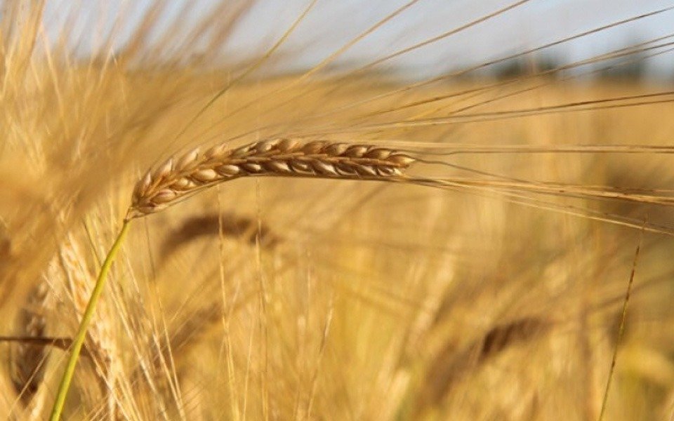 Se inscribió una nueva variedad de trigo pan creada en la Chacra Experimental Integrada Barrow