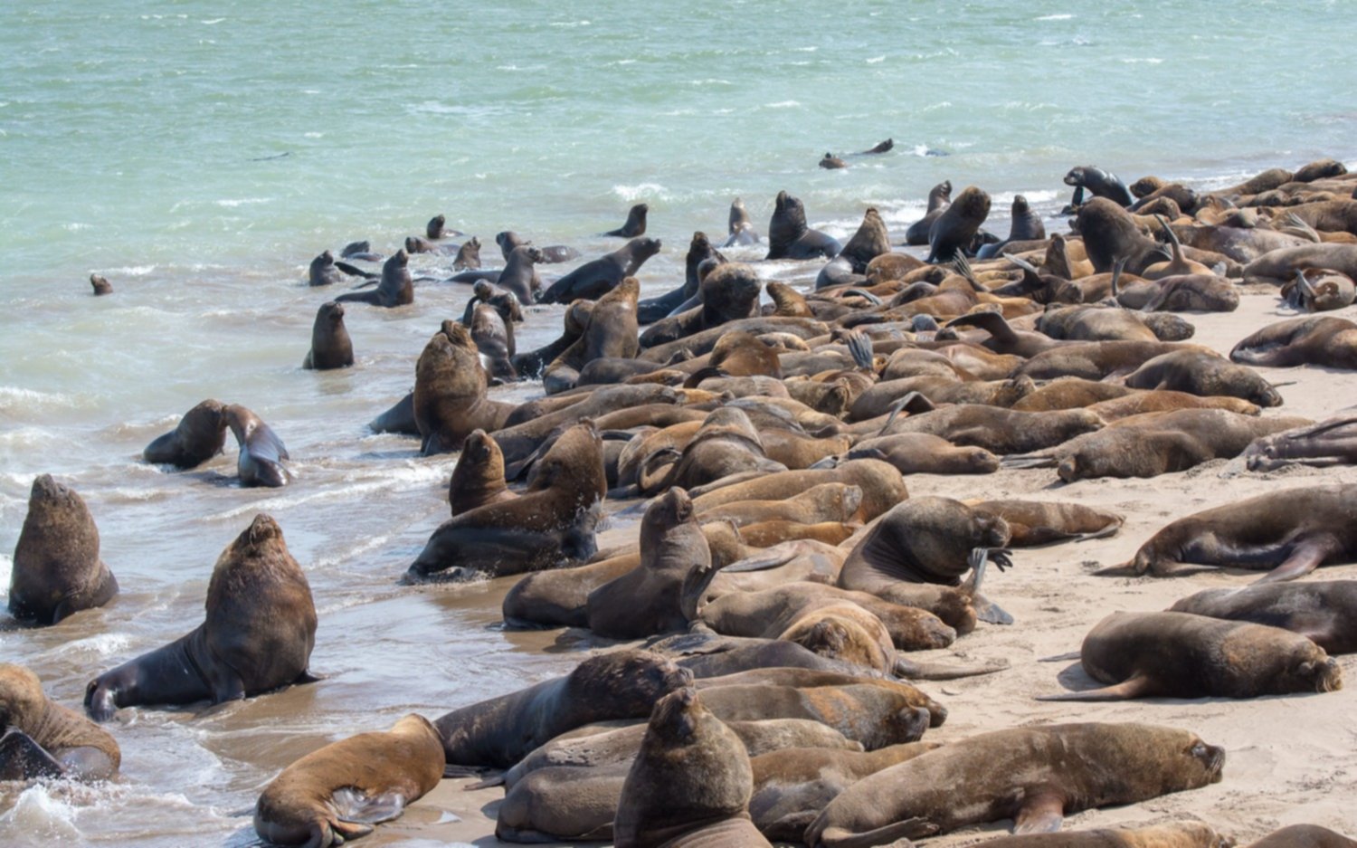 Mar del Plata: al menos 25 lobos marinos muertos por gripe aviar