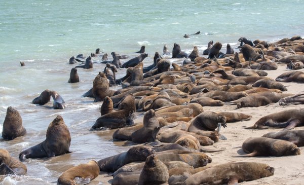 Mar del Plata: At least 25 sea lions die from bird flu