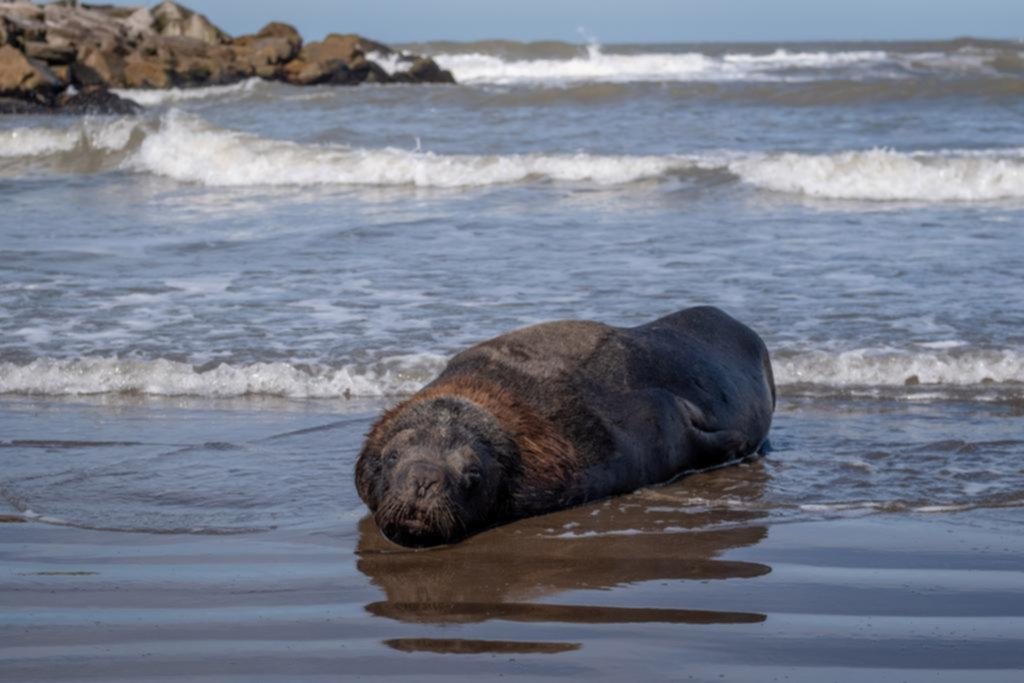 Suman ya 25 los lobos marinos muertos por gripe aviar en Mar del Plata