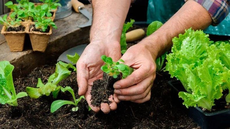 Qué plantar en septiembre
