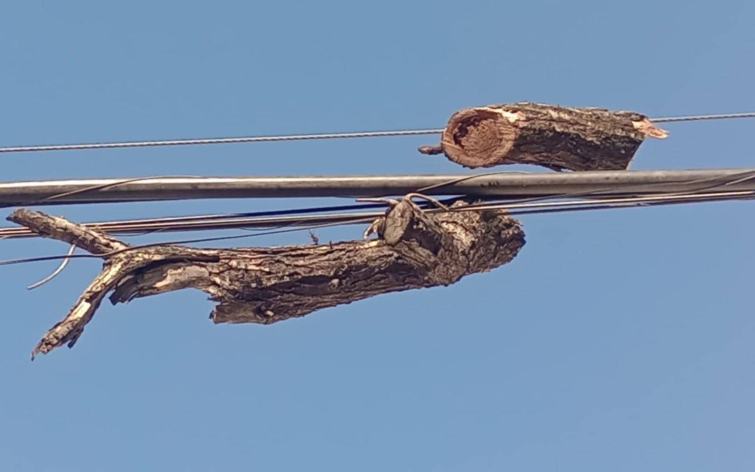 Alertan por troncos enganchados en cables