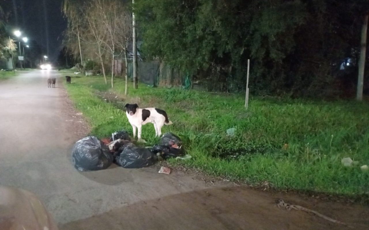 Vecinos de La Plata reclaman por un basural y la falta de recolección