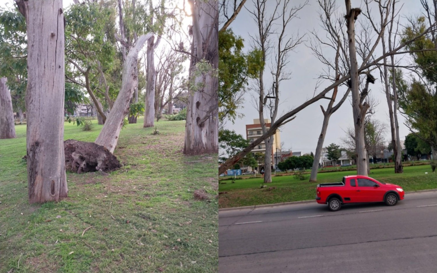 Árbol a punto de caerse en El Mondongo