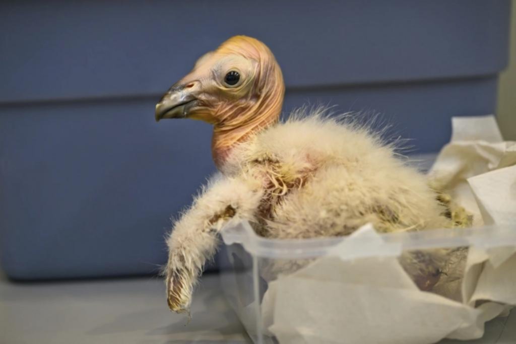 ¡Tienen la fórmula!: el zoológico donde no paran de nacer cóndores en extinción