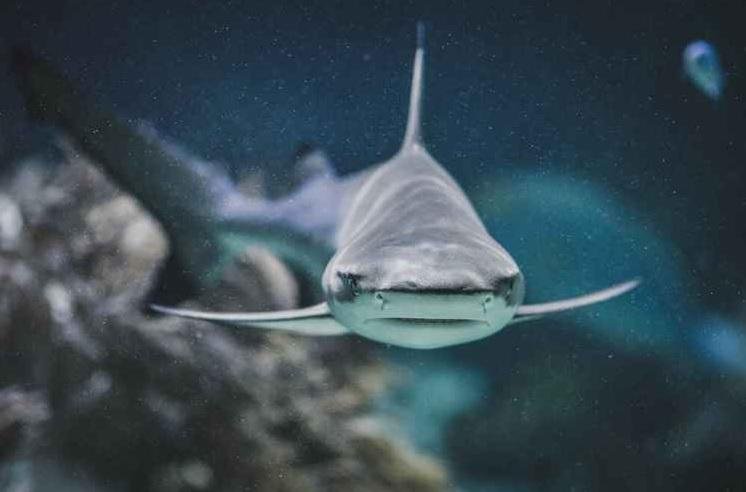 Nada de machos... Las hembras de una variedad de tiburones que tienen crías solas