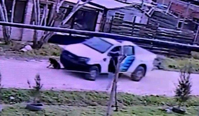 Aplastó y mató a un perro
