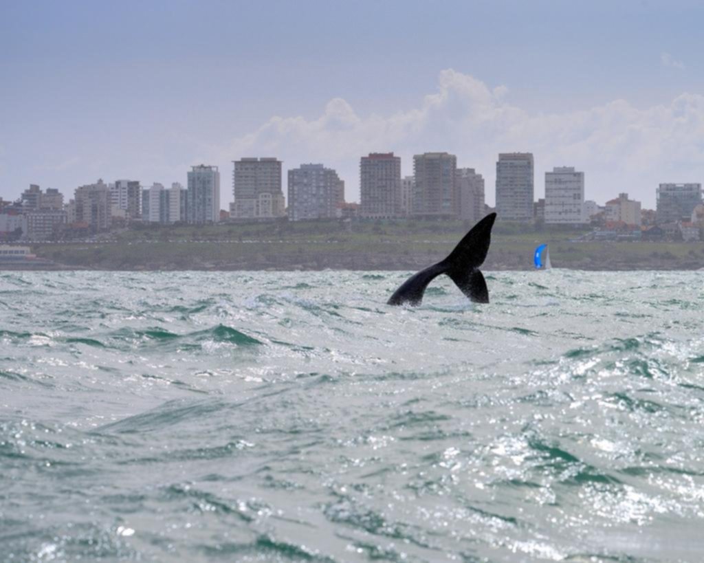 Comienza la temporada de avistaje de ballenas francas en Mar del Plata