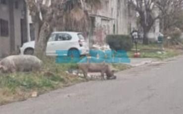 "¡Un chiquero!": dos chanchos visitaron un basural y sorprendieron a los vecinos en La Plata